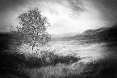 Ethereal Lone Tree