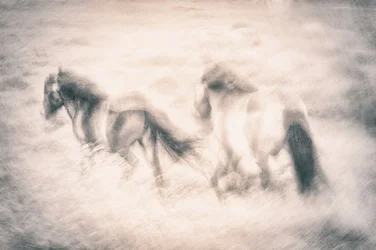 Galloping Horses Dream