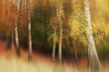 Golden Birch Forest