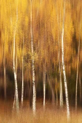 Golden Birch Forest