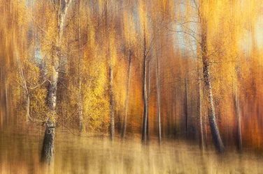 Golden Birch Forest