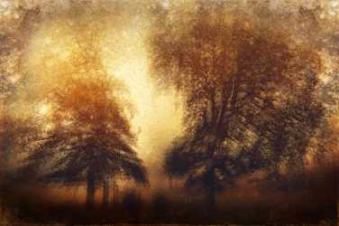 Golden Misty Trees