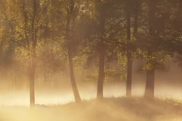 Golden Morning Mist