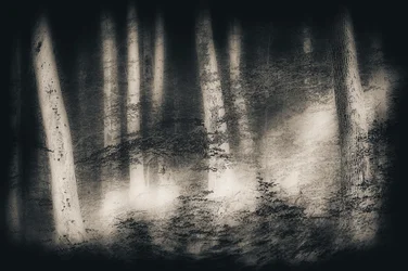 Misty Forest Dream