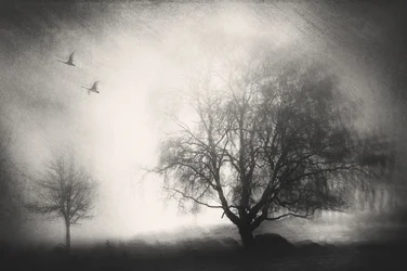 Misty Trees and Swans