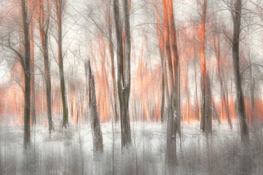 Orange Forest Glow
