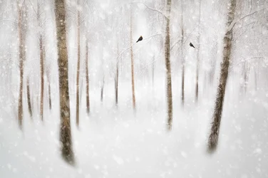 Serene Winter Forest