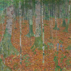 Birch Forest
