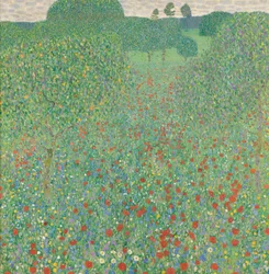Blooming Poppy