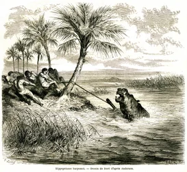 Hunting on the river Teoghe, tributary of the Ngami. Hippo harpoon. Engraving by Gustave Dore illustrating 
