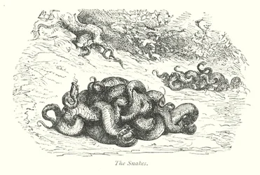 The Snakes