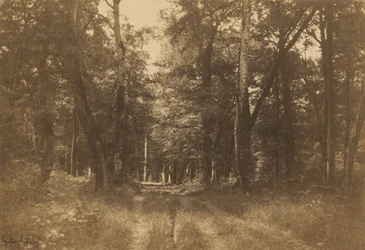 Bas-Bréau, Forest of Fontainebleau, 1849-1852