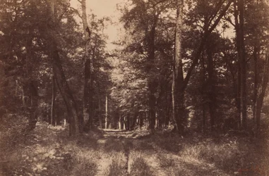 Bas-Breau, Forest of Fontainebleau, 1852