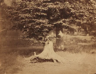 Beech Tree, Forest of Fontainebleau, c.1856
