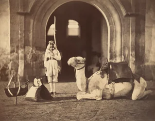 Camel Lying Down
