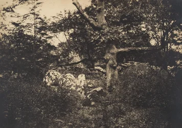 Oak in the Rocks at Fontainebleau