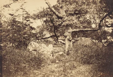 Gnarled Oak Tree near l
