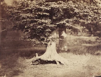 The Beech Tree