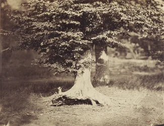 The Beech Tree, c.1855-7