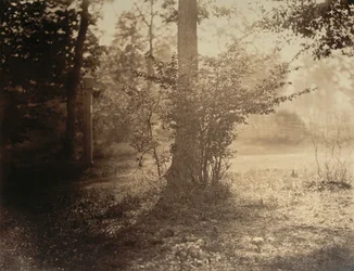 Tree Study, Forest of Fontainebleau