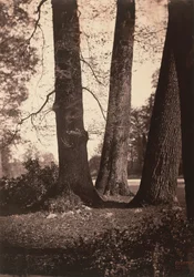Tree Trunks, Fontainebleau, 1855