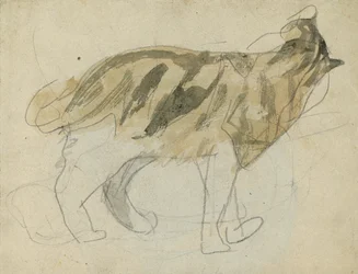 Cat Studies