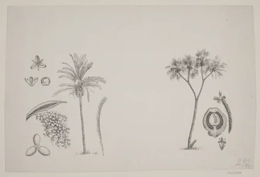 Botanical Leaf from Schouw