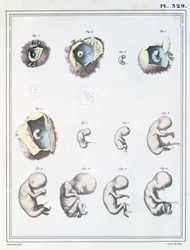 Diagram Showing the Stages of Embryonic Development, from 
