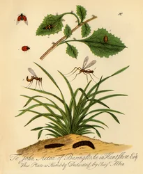 Ladybird and Daddy-Long-Legs: Coccinella and Tipula oleracea, 1720, 1945