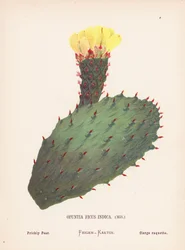 Wild Flowers of the Holy Land: Opuntia Ficus Indica, Mill; Prickly Pear