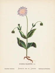 Wild Flowers of the Holy Land: Scabiosa Palaestina; Palestine Scabious
