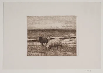 Sheep on the Shore