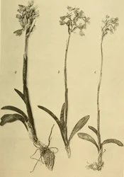 Annals of the Imperial Natural History Museum (1914)