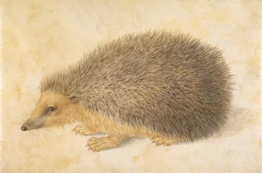 A Hedgehog, Erinaceus roumanicus, before 1584