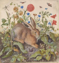 A Hare Among Plants