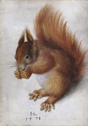 Red Squirrel