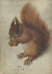 Red Squirrel
