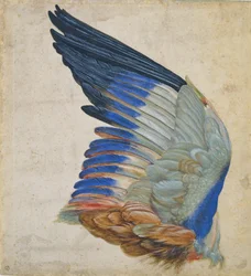 Wing of a Blue Roller, copy of an original by Albrecht Dürer of 1512