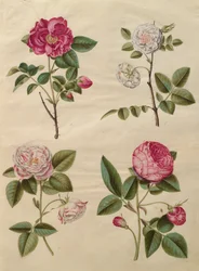 Rosa gallica from the album Gottorfer Codex