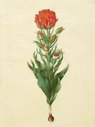 Tulipa gesneriana from the album Gottorfer Codex
