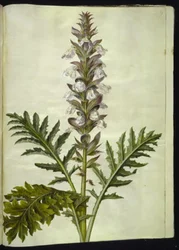 Acanthus hungaricus (Hungarian Acanthus)