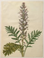 Acanthus Mollis