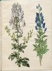 Aconitum variegatum (Variegated Monkshood); Aconitum napellus (True Monkshood)