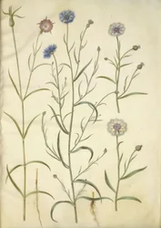 Agrostemma githago (Common Corncockle); Centaurea cyanus (Cornflower)