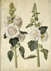 Alcea rosea (Garden Hollyhock)