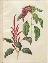 Amaranthus cruentus (Red Amaranth); Amaranthus caudatus (Foxtail Amaranth)