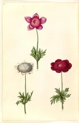 Anemone coronaria (French Anemone)