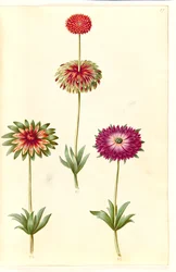 Anemone ×fulgens (Shining Anemone)