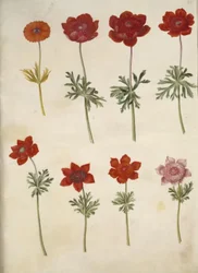 Anemone ×fulgens; Anemone coronaria