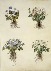 Liverleaf (Blue Anemone)